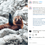 New Zealand, seal