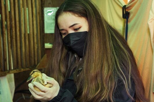 Discover the joys of working and traveling abroad with GO International's animal rescue program in Vancouver