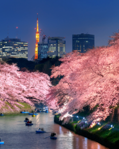 Cherry blossoms at Chidorigafuchi park in Tokyo, Japan