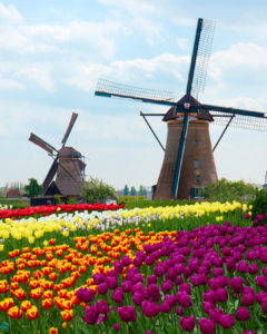 Two Dutch Windmills over Tulips Field