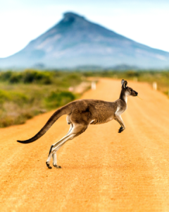 kangaroo